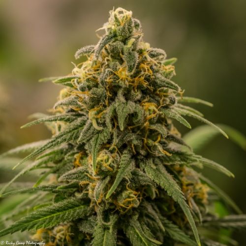 Apollo XX Female Cannabis Seeds by Brothers Grimm Seeds