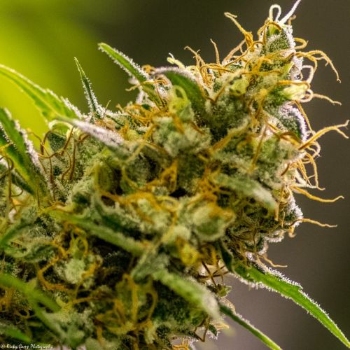 Apollo Haze Regular Cannabis Seeds by Brothers Grimm Seeds
