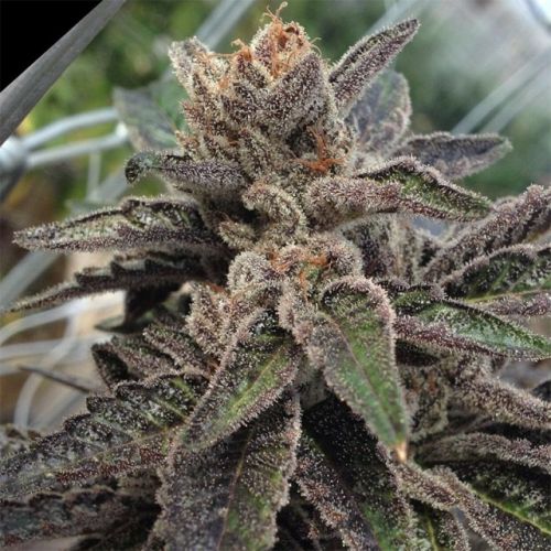 501st OG Regular Cannabis Seeds by Rare Dankness