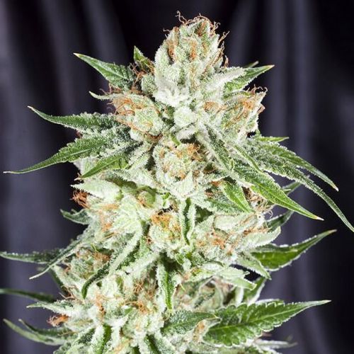 5th Element Female Cannabis Seeds by Elemental Seeds