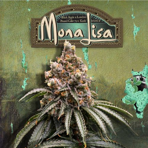 Mona Lisa Feminized Cannabis Seeds by T.H.Seeds