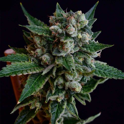 Affie Dogwalker Regular Cannabis Seeds Green Bodhi