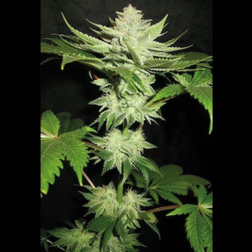 Alien Fire Fruit Female Cannabis Seeds by Holy Smoke Seeds
