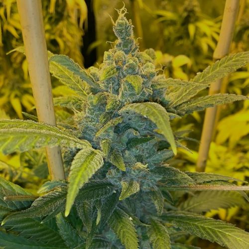 Alien Widow (Gas Line) Regular Cannabis Seeds by Mosca Seeds 
