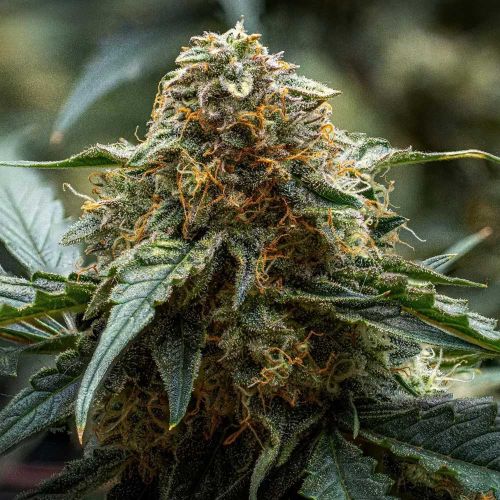 Americhem Dream Autoflowering Cannabis Seeds by Night Owl Seeds