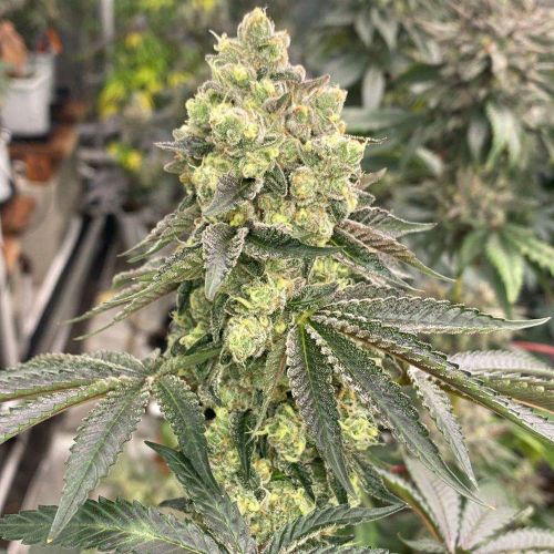 Apple B Feminized Cannabis Seeds by Karma Genetics