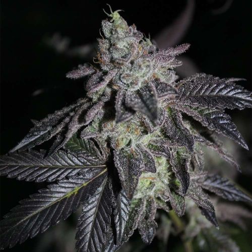 Apple Fritter x Jealousy Regular Cannabis Seeds by Grounded Genetics 