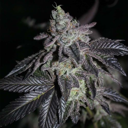 Apple Fritter x Jealousy Regular Cannabis Seeds by Grounded Genetics - DISCONTINUED