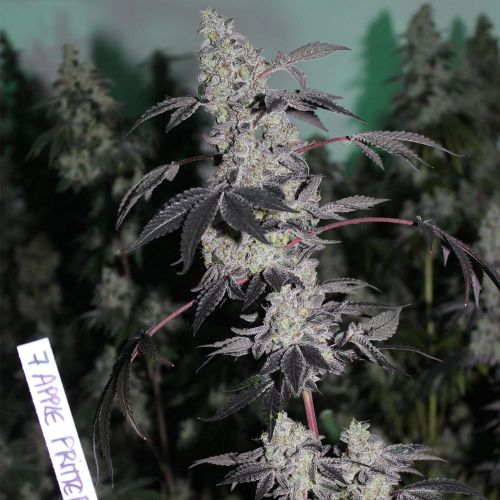 Apple Fritter x Jealousy Regular Cannabis Seeds by Grounded Genetics - DISCONTINUED