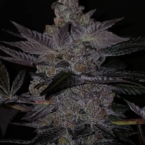 Apple Fudge Female Weed Seeds by Grounded Genetics 