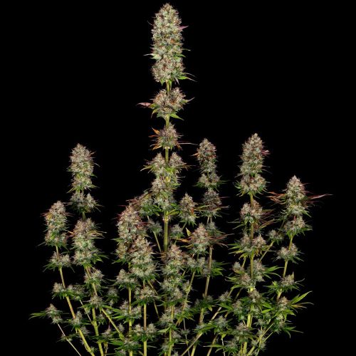 Apricot Candy Feminized Weed Seeds by Paradise Seeds