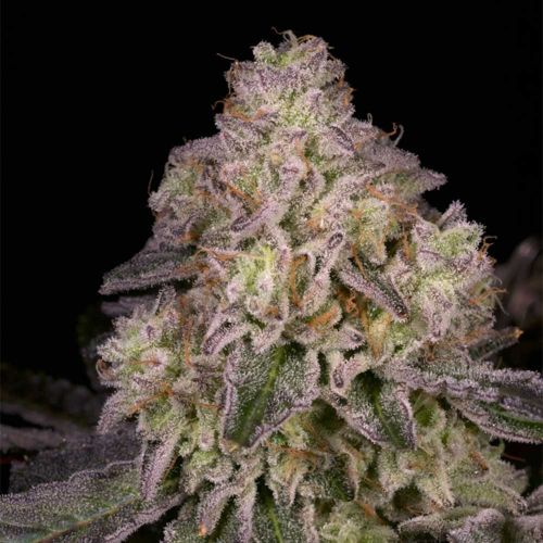 North Star Regular Cannabis Seeds Archive Seed Bank