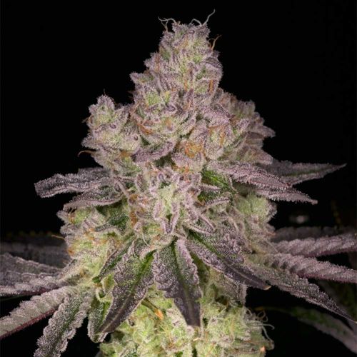 Prodigy Regular Cannabis Seeds Archive Seed Bank