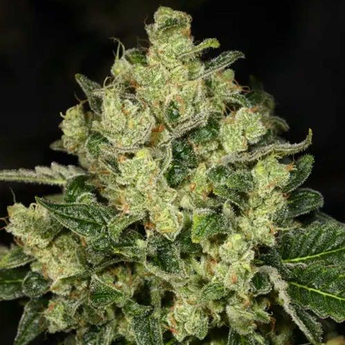 Trunk Funk Feminized Cannabis Archive Seed Bank