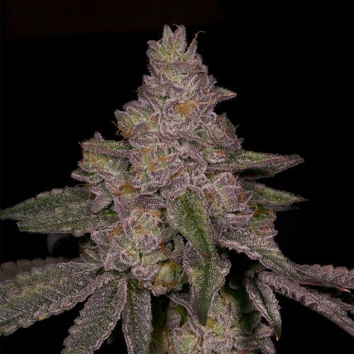Blue Belts Feminized Cannabis Seeds Archive Seedbank