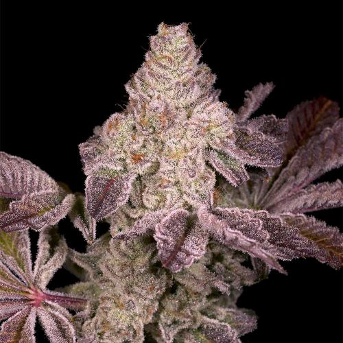 Dark Rainbow 2.0 Regular Cannabis Seeds Archive Seed Bank