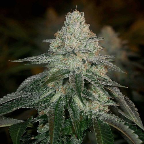 Hazmat Feminized Cannabis Seeds Archive Seed Bank