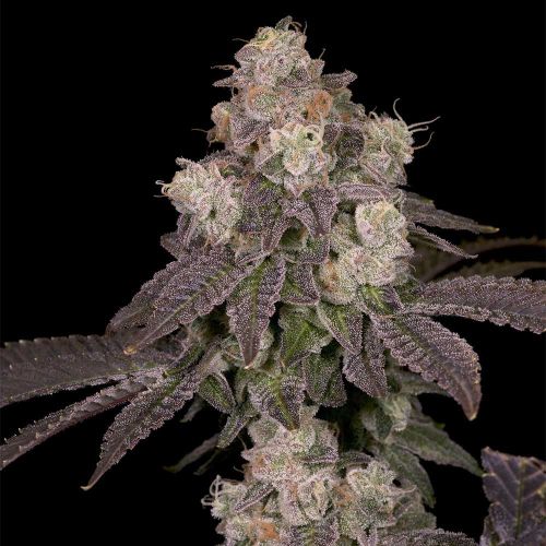 Moonbow 112 IX Regular Cannabis Seeds Archive Seed Bank
