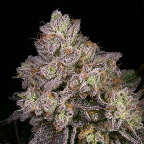 NFS Regular Cannabis Seeds Archive Seed Bank