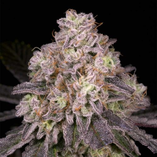 North Star Regular Cannabis Seeds Archive Seed Bank