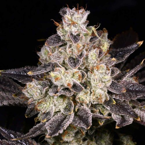 Rainbow Belts 2.0 Regular Cannabis Seeds Archive Seed Bank
