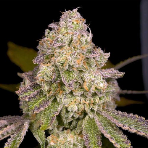 Rainbow Belts 3.0 Regular Cannabis Seeds Archive Seed Bank
