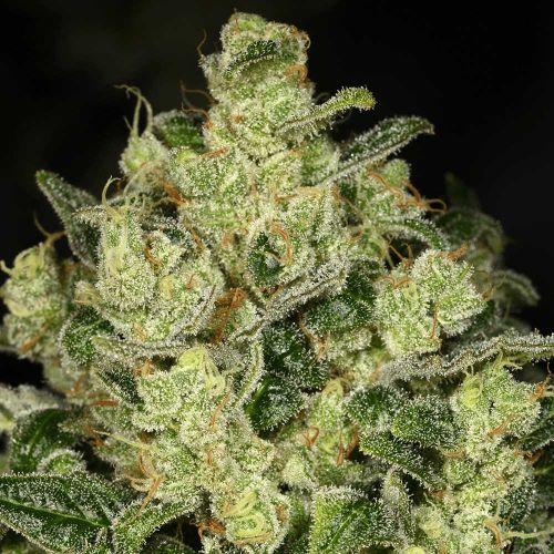 Trunk Funk Feminized Cannabis Archive Seed Bank