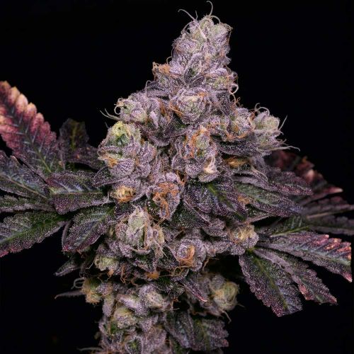 Zsunami Regular Cannabis Seeds Archive Seed Bank