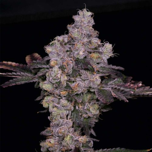 Zsunami Regular Cannabis Seeds Archive Seed Bank