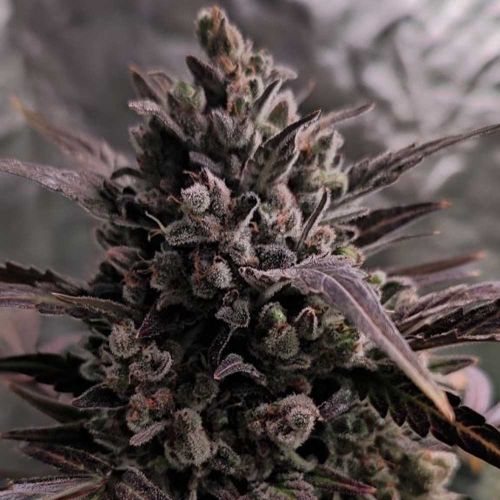 Auto Blue Cheese Cannabis Seeds - Original Big Buddha Family Farms 