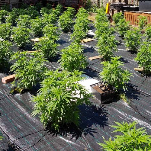 Auto Cheese Autoflowering Weed Seeds by The Original Big Buddha Family Farms 