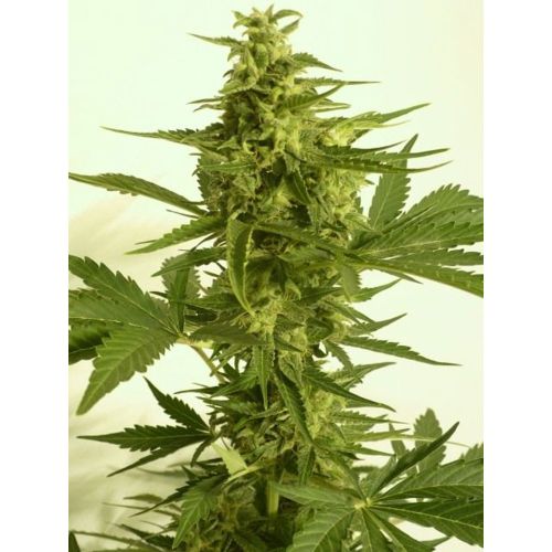 Automatic Critical Hog Feminised Cannabis Seeds by T.H.Seeds
