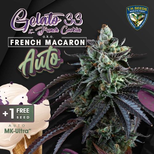 Auto French Macaron Autoflowering Cannabis Seeds by T.H.Seeds