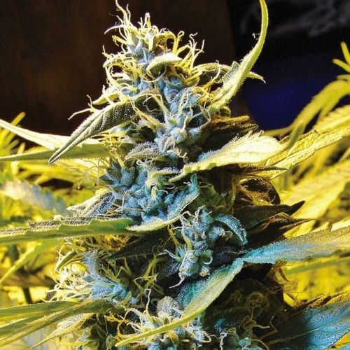 Automatic Northern Hog Feminised Cannabis Seeds by T.H.Seeds