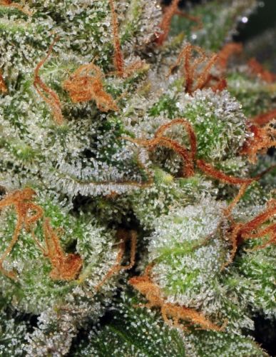 Automatic Bubble Gum Female Cannabis Seeds by T.H.Seeds