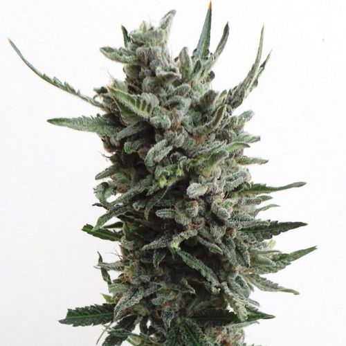 Automatic Critical Hog Feminised Cannabis Seeds by T.H.Seeds