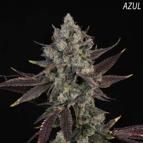 Auraz Feminized Cannabis Seeds by Compound Genetics