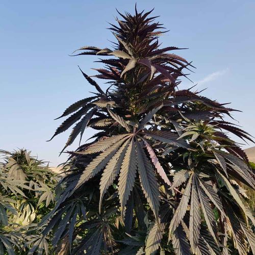 Baharak Regular Cannabis Seeds by Afghan Selection