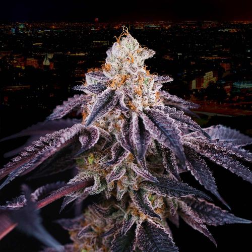 Baked in Paris Female Weed Seeds By Perfect Tree