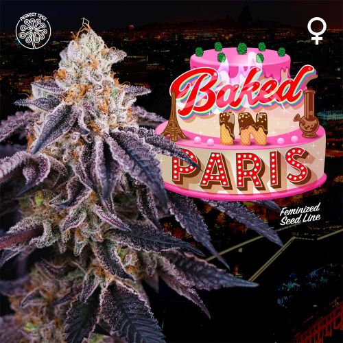 Baked in Paris Female Weed Seeds By Perfect Tree