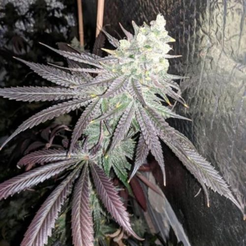 Baklava Female Cannabis Seeds by The Plug Seedbank