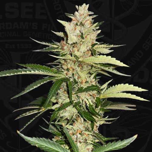 Banana Candy Krush Feminized Cannabis Seeds by T.H Seeds