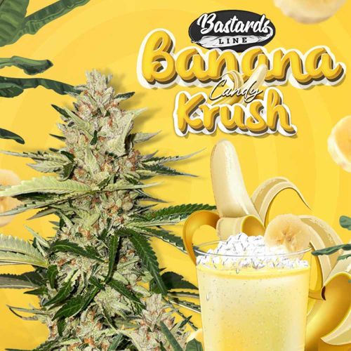 Banana Candy Krush Feminized Cannabis Seeds by T.H Seeds