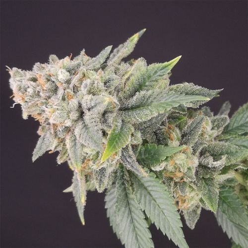 Banana Cheese Cake Feminized Cannabis Seeds by Old School Genetics