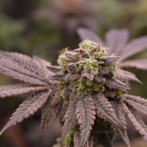 Banana Cream Pie Feminized Cannabis Seeds by Old School Genetics