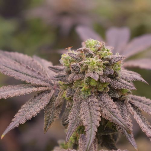 Banana Cream Pie Feminized Cannabis Seeds by Old School Genetics