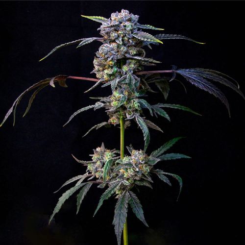 Banana Cream Pop Feminized Cannabis Seeds by Compound Genetics