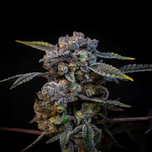 Banana Cream Pop Feminized Cannabis Seeds by Compound Genetics