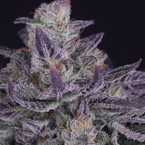 Banana Fudge Pop Regular Cannabis Seeds by Crockett Family Farms 