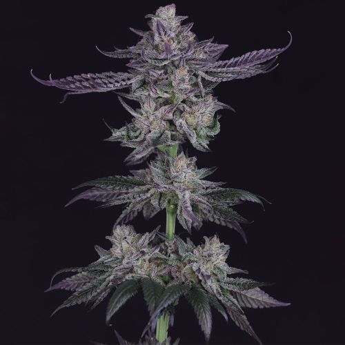 Banana Fudge Pop Regular Cannabis Seeds by Crockett Family Farms 